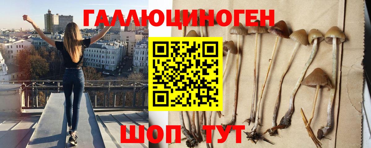Галлюциногенные грибы Psilocybine cubensis Миасс